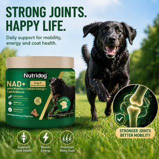 NUTRIDOG Senior Dog Vitamins - Joint, Energy & Coat Support