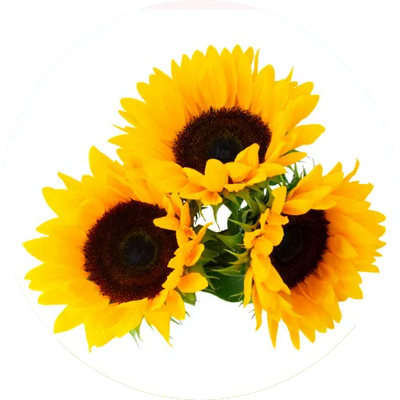 Sunflower Lecithin