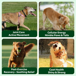 NUTRIDOG Senior Dog Vitamins - Joint, Energy & Coat Support