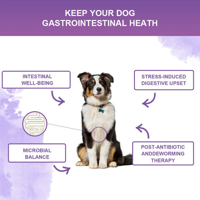 NUTRIDOG 3-in-1 Dog Calming Chews - Allergy & Digestive Support - NUTRIDOG