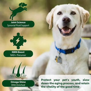 NUTRIDOG Senior Dog Vitamins - Joint, Energy & Coat Support