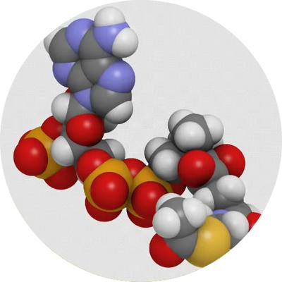 N-Acetyl Cysteine (NAC) & Choline Bitartrate